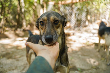 LARRY, Hund, Mischlingshund in Bulgarien - Bild 11