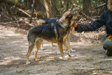 LARRY, Hund, Mischlingshund in Bulgarien - Bild 12