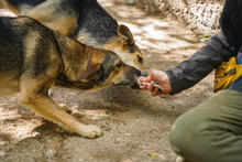 LARRY, Hund, Mischlingshund in Bulgarien - Bild 14