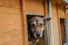 LARRY, Hund, Mischlingshund in Bulgarien - Bild 16
