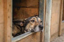 LARRY, Hund, Mischlingshund in Bulgarien - Bild 17