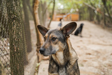 LARRY, Hund, Mischlingshund in Bulgarien - Bild 2