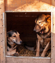 LARRY, Hund, Mischlingshund in Bulgarien - Bild 7