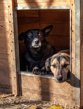 LARRY, Hund, Mischlingshund in Bulgarien - Bild 8