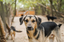 LOUIS, Hund, Mischlingshund in Bulgarien - Bild 1
