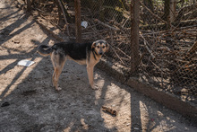 LOUIS, Hund, Mischlingshund in Bulgarien - Bild 10