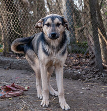 LOUIS, Hund, Mischlingshund in Bulgarien - Bild 11