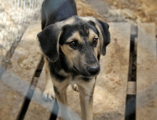 LOUIS, Hund, Mischlingshund in Bulgarien - Bild 12