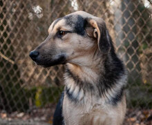 LOUIS, Hund, Mischlingshund in Bulgarien - Bild 13
