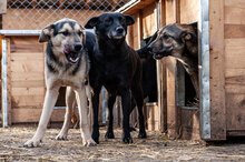 LOUIS, Hund, Mischlingshund in Bulgarien - Bild 14