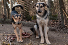 LOUIS, Hund, Mischlingshund in Bulgarien - Bild 15