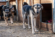 LOUIS, Hund, Mischlingshund in Bulgarien - Bild 16