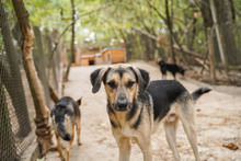 LOUIS, Hund, Mischlingshund in Bulgarien - Bild 2