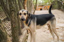 LOUIS, Hund, Mischlingshund in Bulgarien - Bild 3