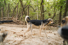 LOUIS, Hund, Mischlingshund in Bulgarien - Bild 4