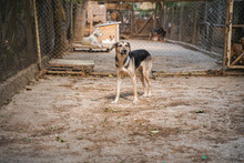 LOUIS, Hund, Mischlingshund in Bulgarien - Bild 5