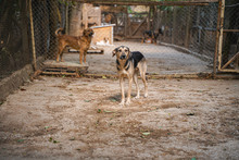LOUIS, Hund, Mischlingshund in Bulgarien - Bild 6