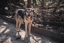 LOUIS, Hund, Mischlingshund in Bulgarien - Bild 7