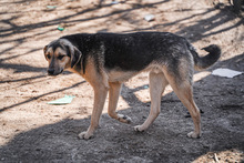 LOUIS, Hund, Mischlingshund in Bulgarien - Bild 8