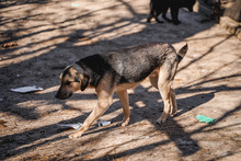 LOUIS, Hund, Mischlingshund in Bulgarien - Bild 9