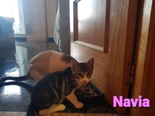 NAVIA, Katze, Europäisch Kurzhaar in Spanien - Bild 6