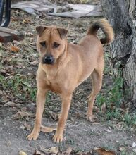 SZALTO, Hund, Mischlingshund in Ungarn - Bild 2