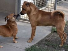 SZALTO, Hund, Mischlingshund in Ungarn - Bild 3