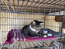 FELIX, Katze, Hauskatze in Rumänien - Bild 10