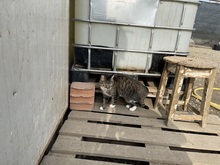 FELIX, Katze, Hauskatze in Rumänien - Bild 11