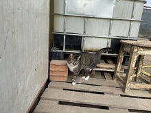 FELIX, Katze, Hauskatze in Rumänien - Bild 13