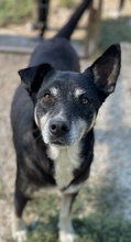NIKE, Hund, Mischlingshund in Griechenland - Bild 16