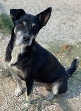 NIKE, Hund, Mischlingshund in Griechenland - Bild 6