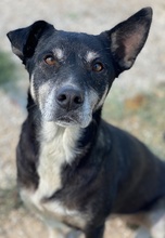 NIKE, Hund, Mischlingshund in Griechenland - Bild 7
