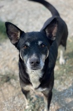 NIKE, Hund, Mischlingshund in Griechenland - Bild 9