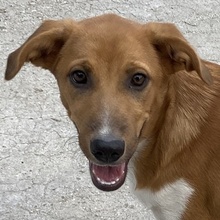 RAHEL, Hund, Mischlingshund in Griechenland - Bild 1