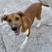 RAHEL, Hund, Mischlingshund in Griechenland - Bild 10