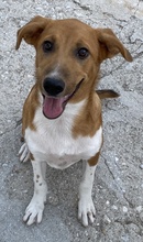 RAHEL, Hund, Mischlingshund in Griechenland - Bild 12
