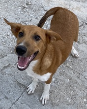 RAHEL, Hund, Mischlingshund in Griechenland - Bild 13