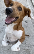 RAHEL, Hund, Mischlingshund in Griechenland - Bild 14