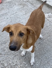 RAHEL, Hund, Mischlingshund in Griechenland - Bild 16