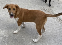 RAHEL, Hund, Mischlingshund in Griechenland - Bild 5