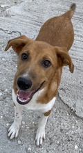 RAHEL, Hund, Mischlingshund in Griechenland - Bild 7