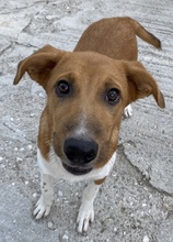 RAHEL, Hund, Mischlingshund in Griechenland - Bild 8