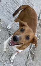RAHEL, Hund, Mischlingshund in Griechenland - Bild 9