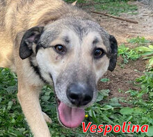 VESPOLINA, Hund, Affenpinscher in Italien - Bild 1