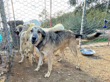 VESPOLINA, Hund, Mischlingshund in Italien - Bild 3