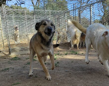 VESPOLINA, Hund, Mischlingshund in Italien - Bild 5