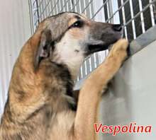 VESPOLINA, Hund, Mischlingshund in Italien - Bild 7