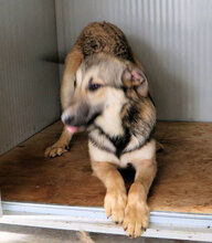 VESPOLINA, Hund, Mischlingshund in Italien - Bild 8