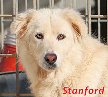 STANFORD, Hund, Mischlingshund in Italien - Bild 1
